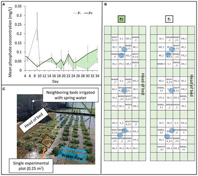 Making watercress (Nasturtium officinale) cropping sustainable: genomic insights into enhanced phosphorus use efficiency in an aquatic crop